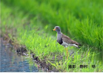 町の鳥